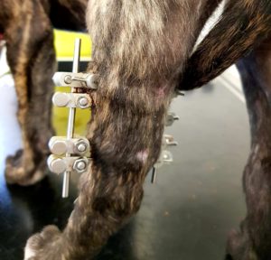 A legacy of hope for dogs like Indiana_Blog Post_Body Image2 | Remember A Charity